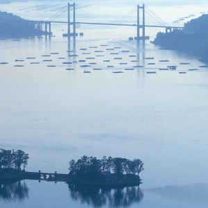 Ruta del mejillón y artes de pesca en la ría de Vigo